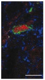 AM02226PU-S - Substance P