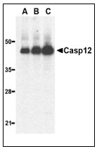 AP22935PU-N - Caspase-12