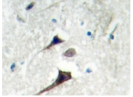 AP06766PU-N - 14-3-3 protein epsilon