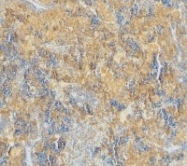 AP22937PU-N - Caspase-4