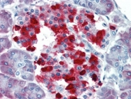 AP22937PU-N - Caspase-4