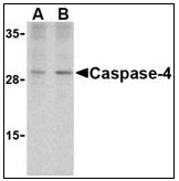 AP22938PU-N - Caspase-4