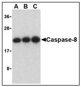 AP22941PU-N - Caspase-8 / FLICE