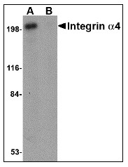 AP22951PU-N - CD49d / ITGA4