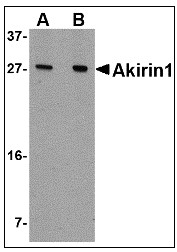 AP22954PU-N - AKIRIN1