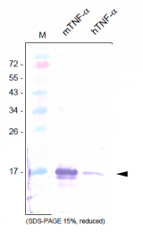 AP26031PU-N - Tumor necrosis factor (TNF-alpha)