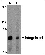 AP22982PU-N - CD49d / ITGA4