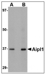 AP22992PU-N - AIPL1