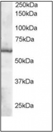 AP23024PU-N - Thioredoxin reductase 1 / TXNRD1
