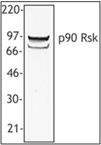 AP23016PU-N - RPS6KA1
