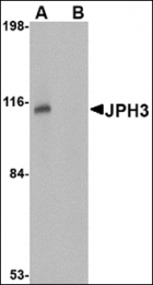 AP23015PU-N - Junctophilin-3 / JPH3
