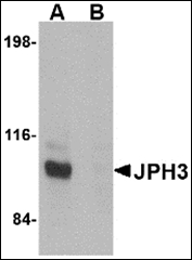 AP23014PU-N - Junctophilin-3 / JPH3