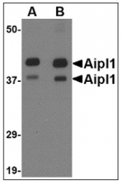 AP22998PU-N - AIPL1
