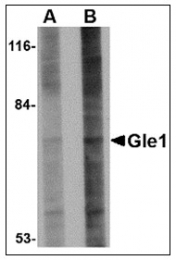 AP23008PU-N - GLE1 / GLE1L