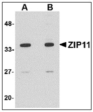 AP23010PU-N - SLC39A11 / ZIP11