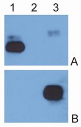 AM26025PU-N - Human IgG
