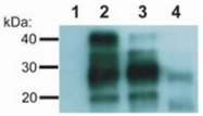 AM26026PU-N - CD230 / PrP