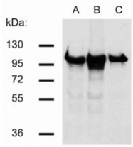 AM26027PU-N - Catenin beta-1