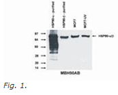 AM26034PU-N - Heat Shock Protein 90 (HSP90) alpha/beta