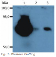 SM3024AC - CD44
