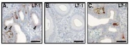 AP23446SU-N - Relaxin receptor 1 / RXFP1