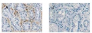AP23447SU-N - Relaxin receptor 1 / RXFP1