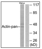 AP23463PU-N - pan Actin