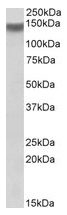 AP23658PU-N - Integrin alpha-11 / ITGA11