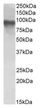 AP23665PU-N - CRTC2 / TORC2