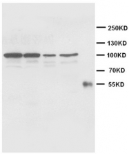 AM20646PU-N - Cadherin-2