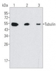 AM20679PU-N - TUBB / TUBB5