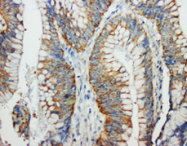 AP23382PU-N - CD178 / Fas Ligand