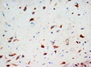 AP23363PU-N - Secretogranin-3 (SCG3)