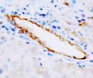 AP23299PU-N - Alpha-2A adrenergic receptor / ADRA2A