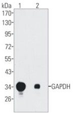 AM20781PU-L - GAPDH