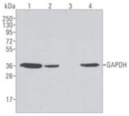 AM20781PU-L - GAPDH