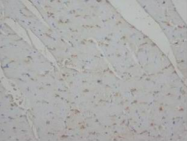 AP23295PU-N - Annexin A4 / ANXA4