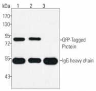 AM20782PU-S - GFP