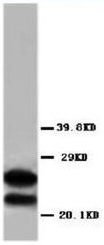 AP23275PU-N - Myelin Basic Protein