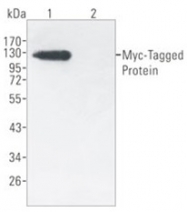 AM20785AG-N - c-Myc Epitope Tag (EQKLISEEDK)