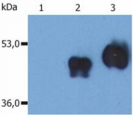 SM3009B - CD14