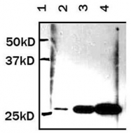 AM20840PU-N - GFP