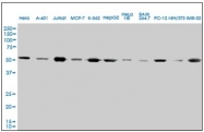 AM21025PU-N - alpha Tubulin / TUBA4A / TUBA1