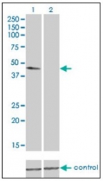 AM21025PU-N - alpha Tubulin / TUBA4A / TUBA1