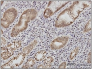 AM20867PU-N - CD324 / Cadherin-1