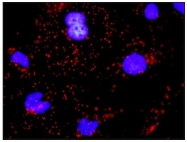 AM20867PU-N - CD324 / Cadherin-1