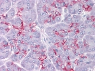AM20875PU-N - Cathepsin K