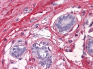AM20879PU-N - Decorin