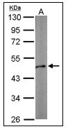 AP23155PU-N - alpha skeletal muscle Actin / ACTA1