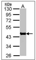 AP23155PU-N - alpha skeletal muscle Actin / ACTA1